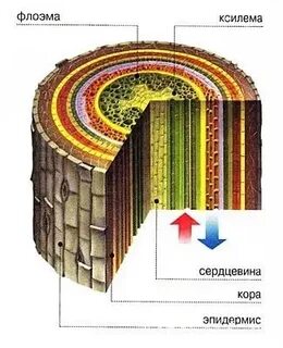 Древесина ксилема