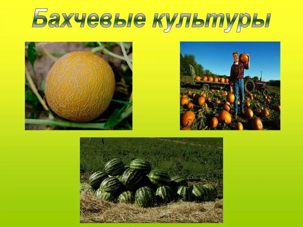 Приведи пример культурного растения пришедшего. Растениеводство бахчеводство. бахчевые культурные растения. кормовые бахчевые культуры. овощеводство и бахчеводство культуры.