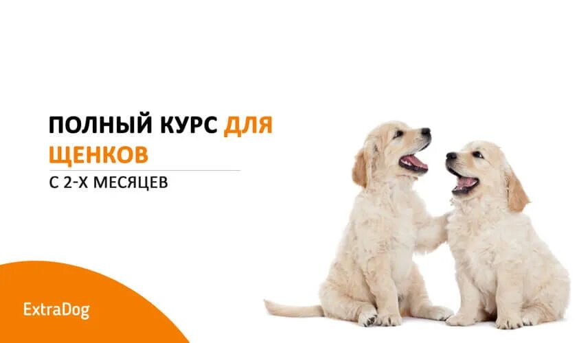 Щенку 3 месяца как воспитывать