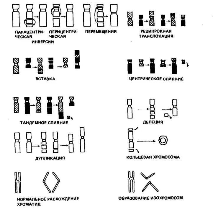 Хромосомные мутации схема. Схема отражающие классификации хромосомных мутации. Хромосомные аберрации схема. Схема образования хромосомных мутаций.
