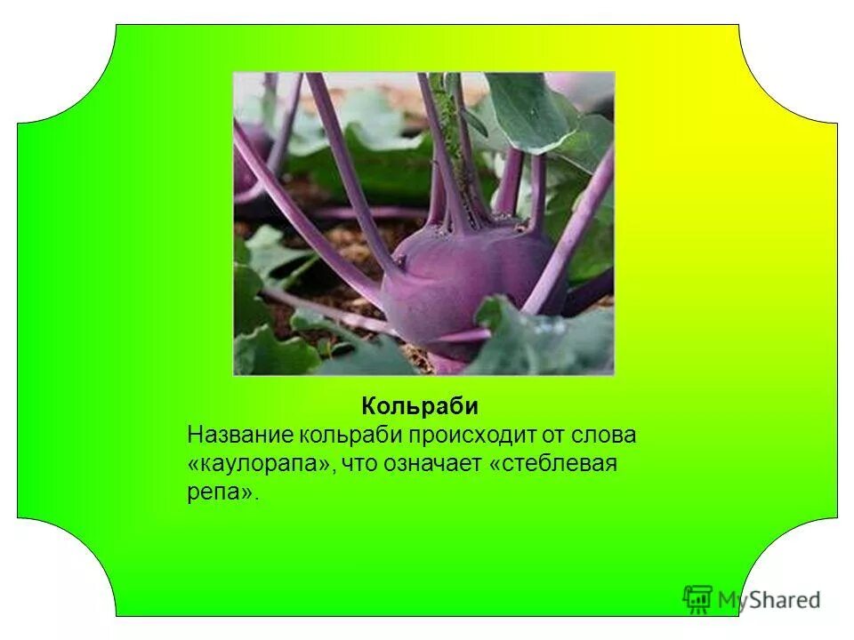 род существительных кольраби. полезный кольраби. кольраби корень. капуста кольраби видоизмененные побеги. капуста кольраби эдер.