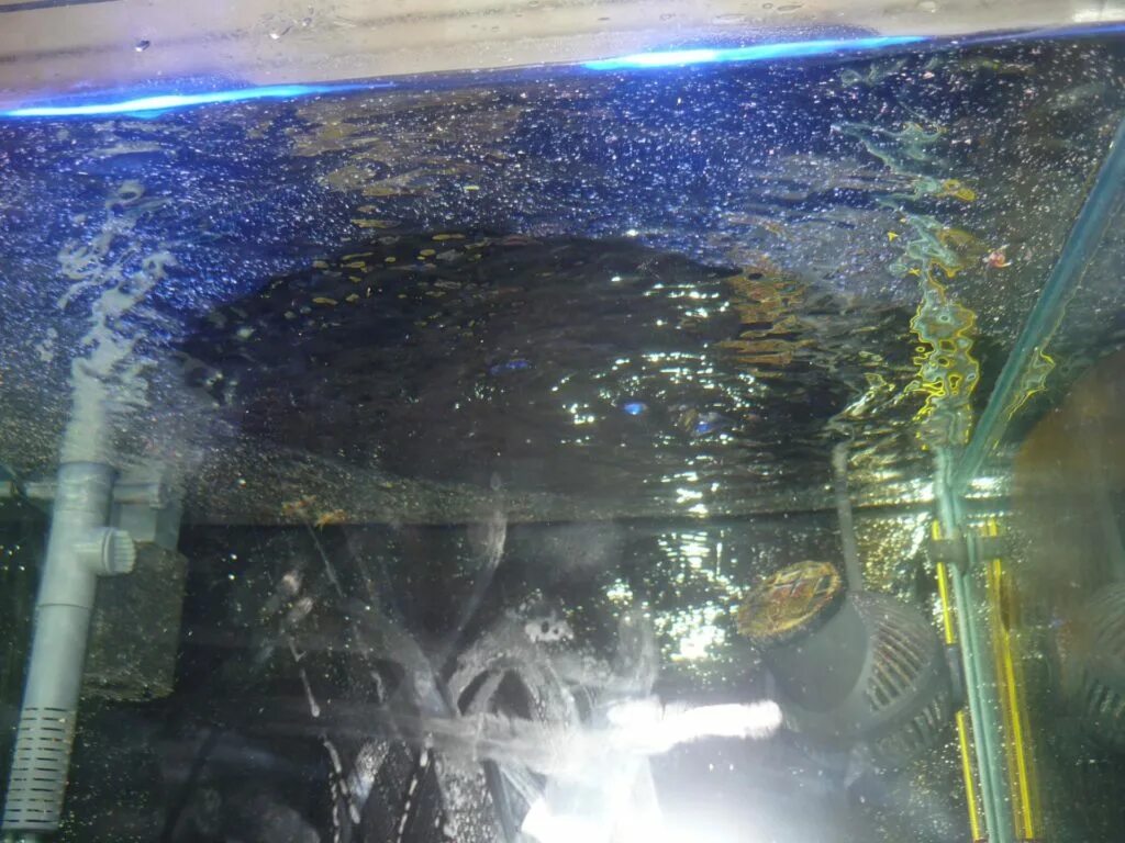 Чтобы вода в аквариуме была прозрачной. Пленка для аквариума. белая пленка на воде в аквариуме. белый налет на воде в аквариуме.