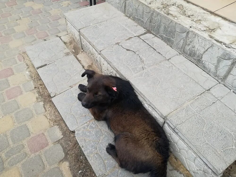 Псы возвращающий