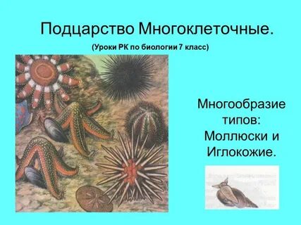 Группа многоклеточных организмов