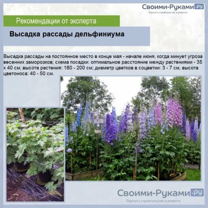 Дельфиниум новозеландский. Цветы низкорослые дельфиниум. Дельфиниум жуневер. Дельфиниум баттерфляй микс. Когда сеять дельфиниум.