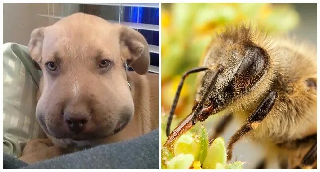 Снять укус пчелы. Собака пчела. Собаку ужалила Оса. Собака укусанная пчелами. Собаку ужалила пчела.