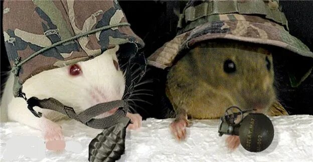 Виноградная крыса. Гранат крысам. Rat with citrus. Виноградная крыса. Гранат крысам.