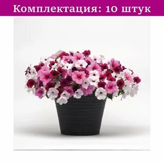 Изи вейв сорта