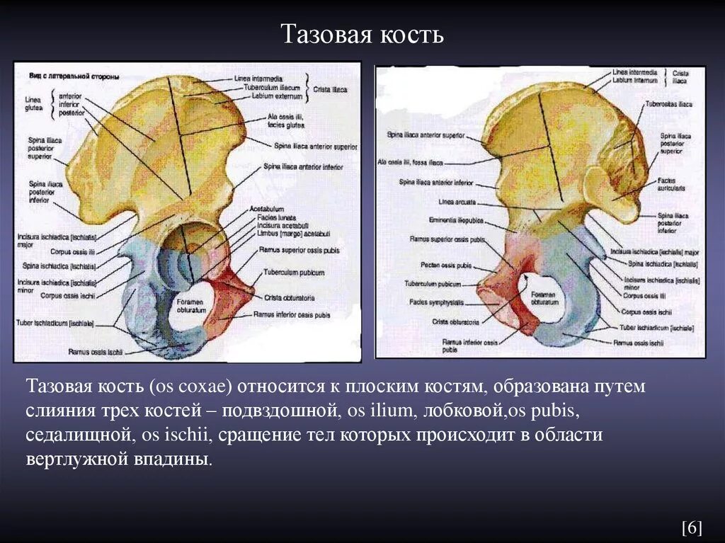 Кости таза анатомия латинский. Рентгеноанатомия подвздошной кости. Строение таза анатомия на латинском. Тазовая кость анатомия медунивер.