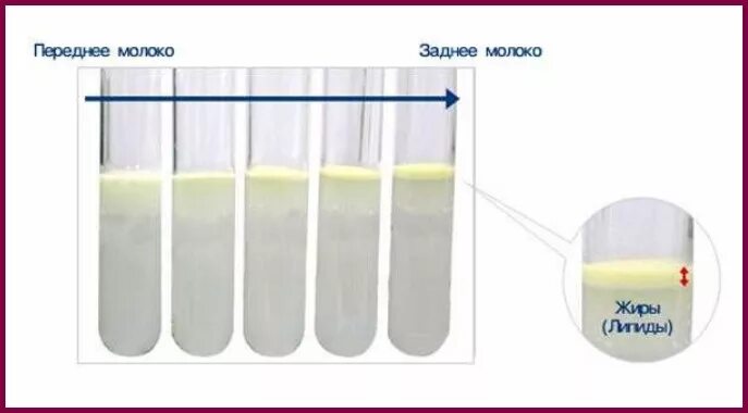 Как отличить молочные. Как проверить грудное молоко на жирность. Переднее итзаднее полоко. Переднее и заднее молок. Переднее молоко.