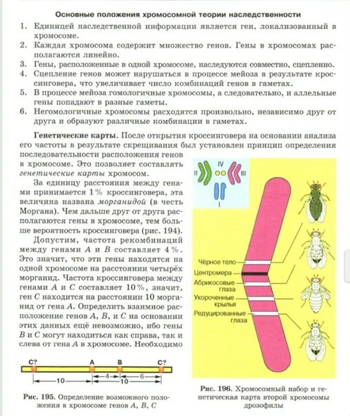 Гены в хромосоме располагаются - Telegraph