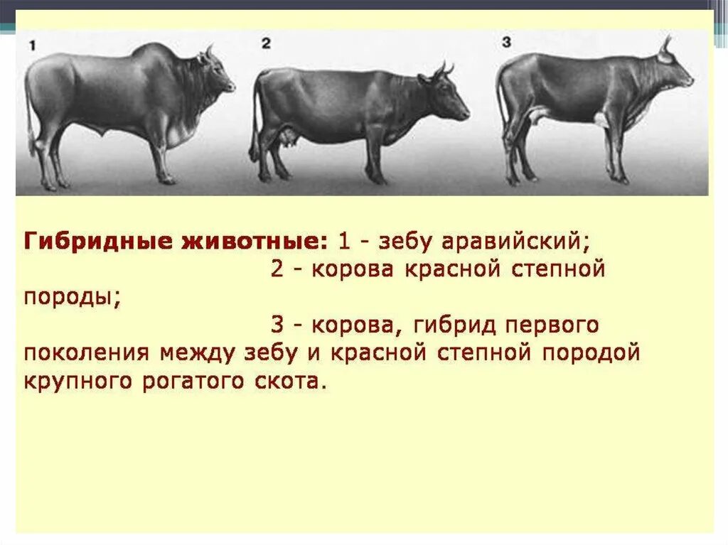 Селекция в животноводстве. Селекция животных. селекция животных примеры. селекция животных презентация. селекция животных гибриды.