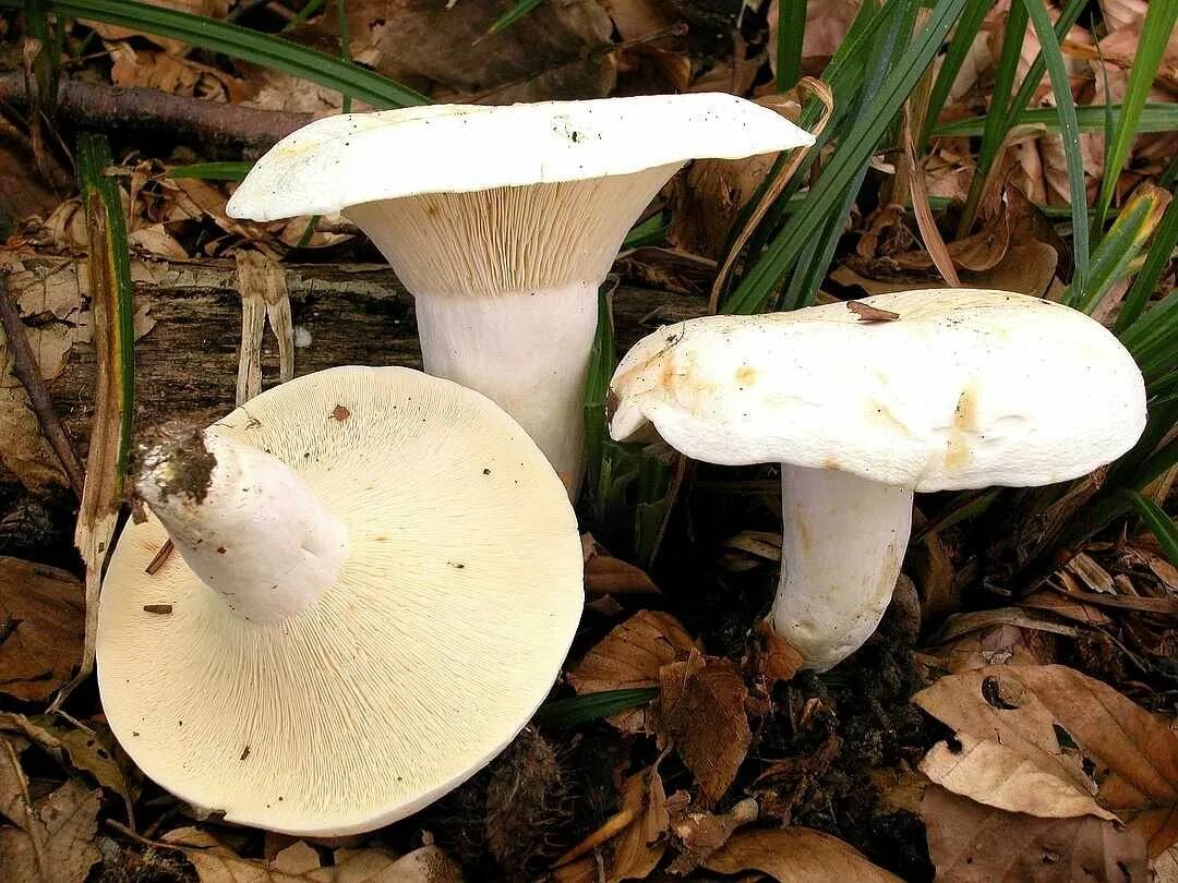 Как называется гриб белого цвета. Груздь перечный (lactarius piperatus). груздь перечный (lactárius piperátus). гриб млечник белый. млечник перечный.