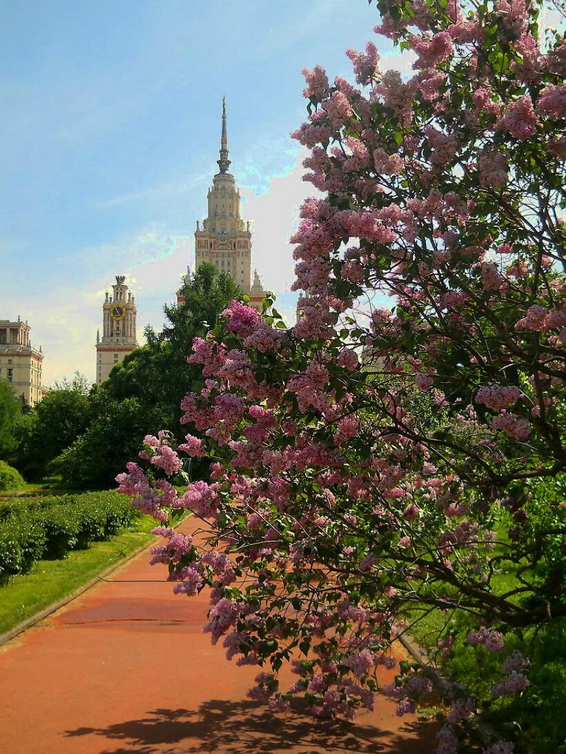 Когда цветут сады в москве. Сирень ботсад МГУ. Ботанический сад МГУ Москва. Сирингарий Ботанический сад МГУ. Ботсад МГУ сиреневый сад.