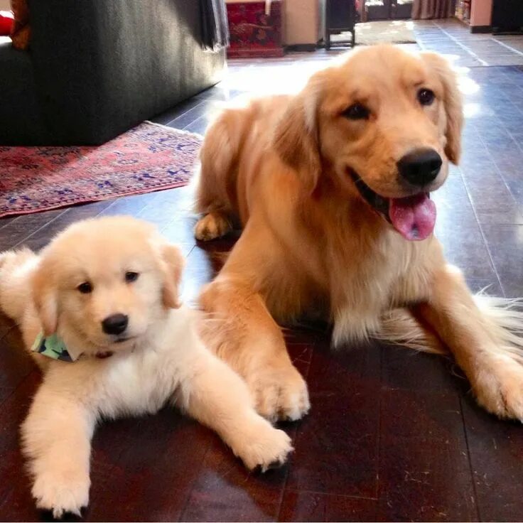 Golden Retriever puppy.. beyond cute. Retriever puppy, Golden retriever puppy, C