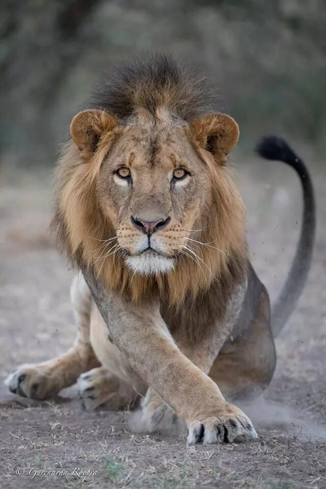 Лев самый быстрый. Ягуар и лев. from lion.