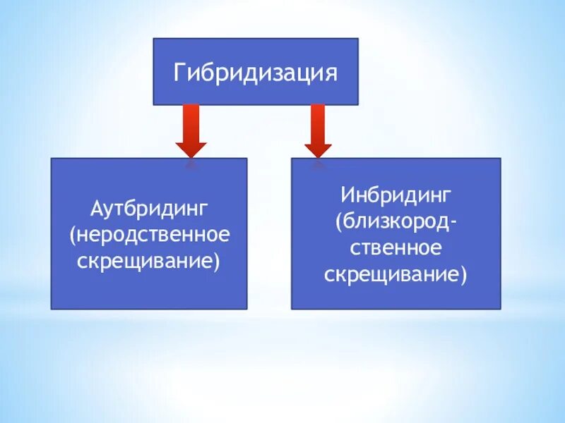 Аутбридинг в селекции растений. Методы селекции аутбридинг инбридинг. Инбридинг и аутбридинг в селекции животных. Гибридизация аутбридинг.