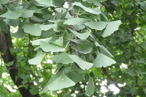 Ginko египетский