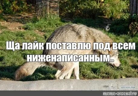 Лайк поставлю собака