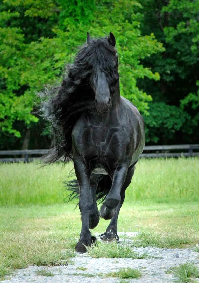 Про черного коня. Фризский жеребец Фредерик Великий. Фриз Фризская лошадь. Конь фриз Фредерик Великий.