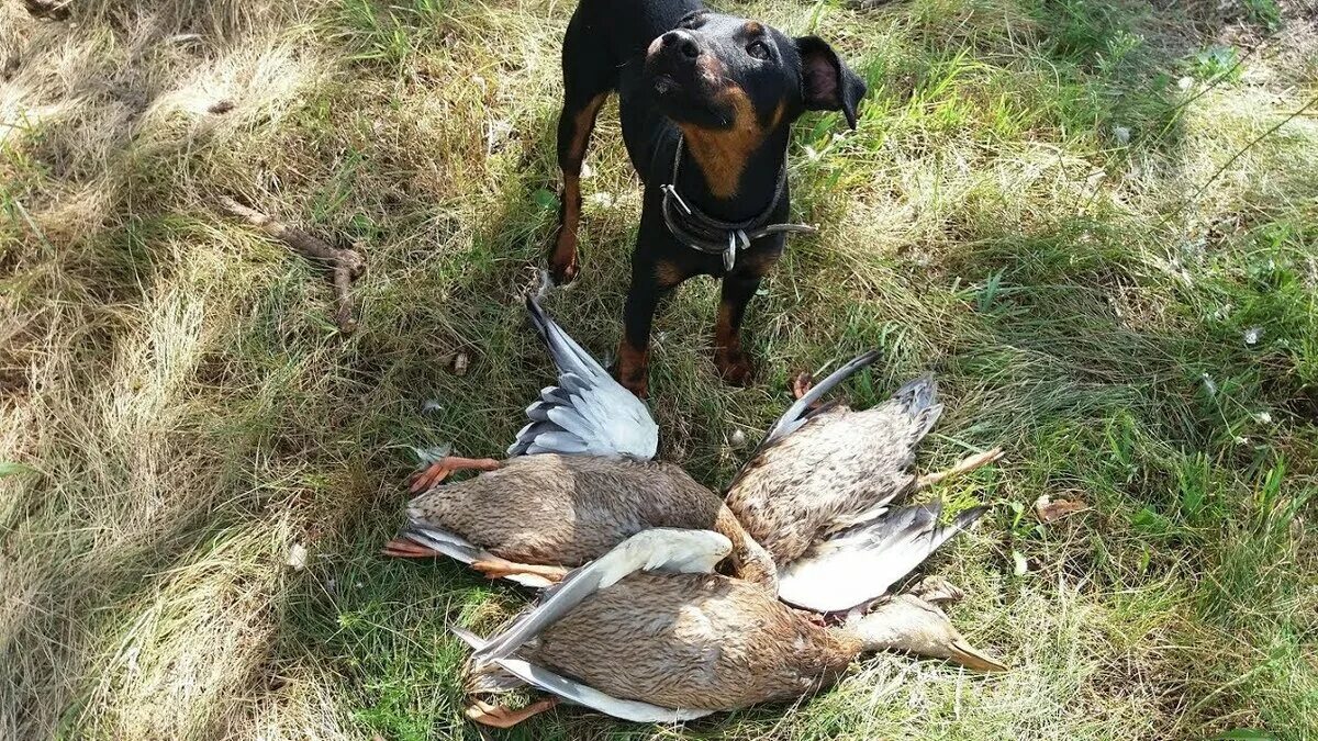 охота на утку осенью видео