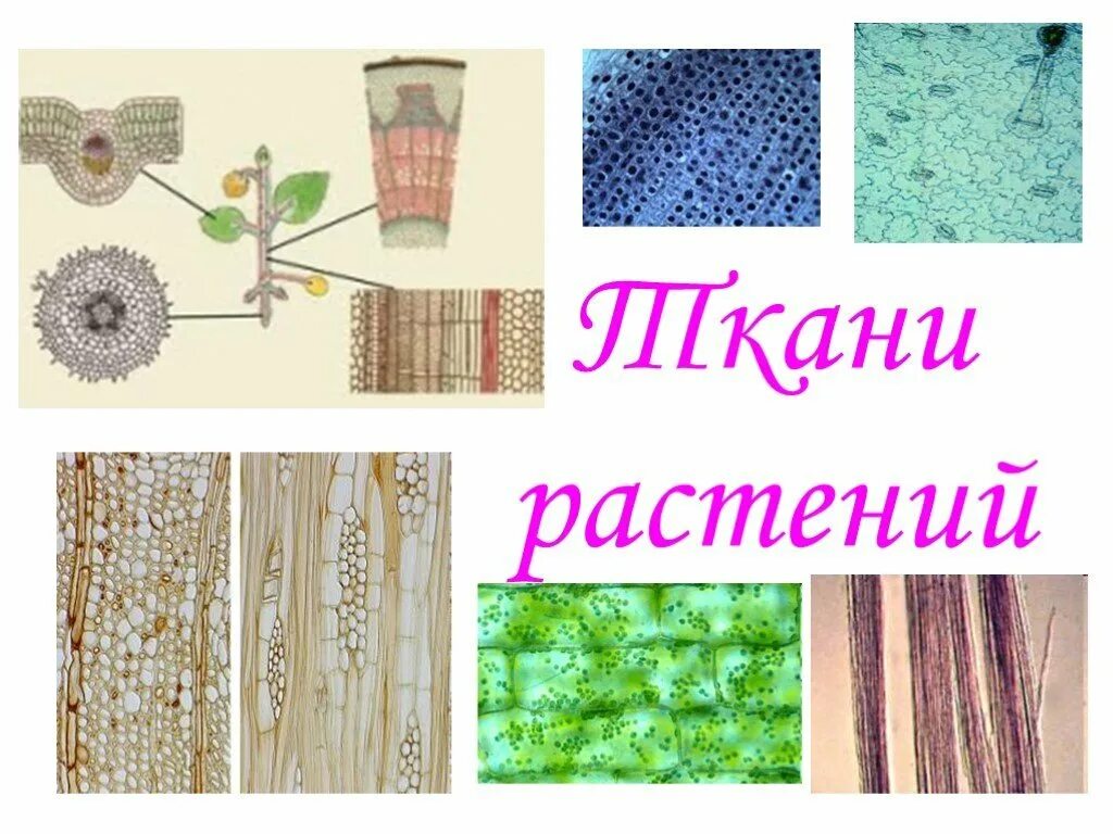 Растительные ткани 6 класс биология. Ткани биология 6 класс. Ткани растений рисунки. Ткани по ботанике.