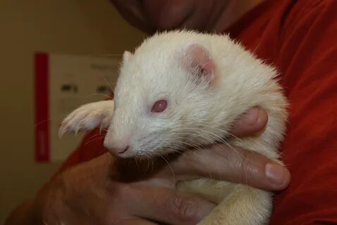 Library ferret