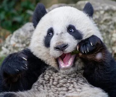 Panda meme