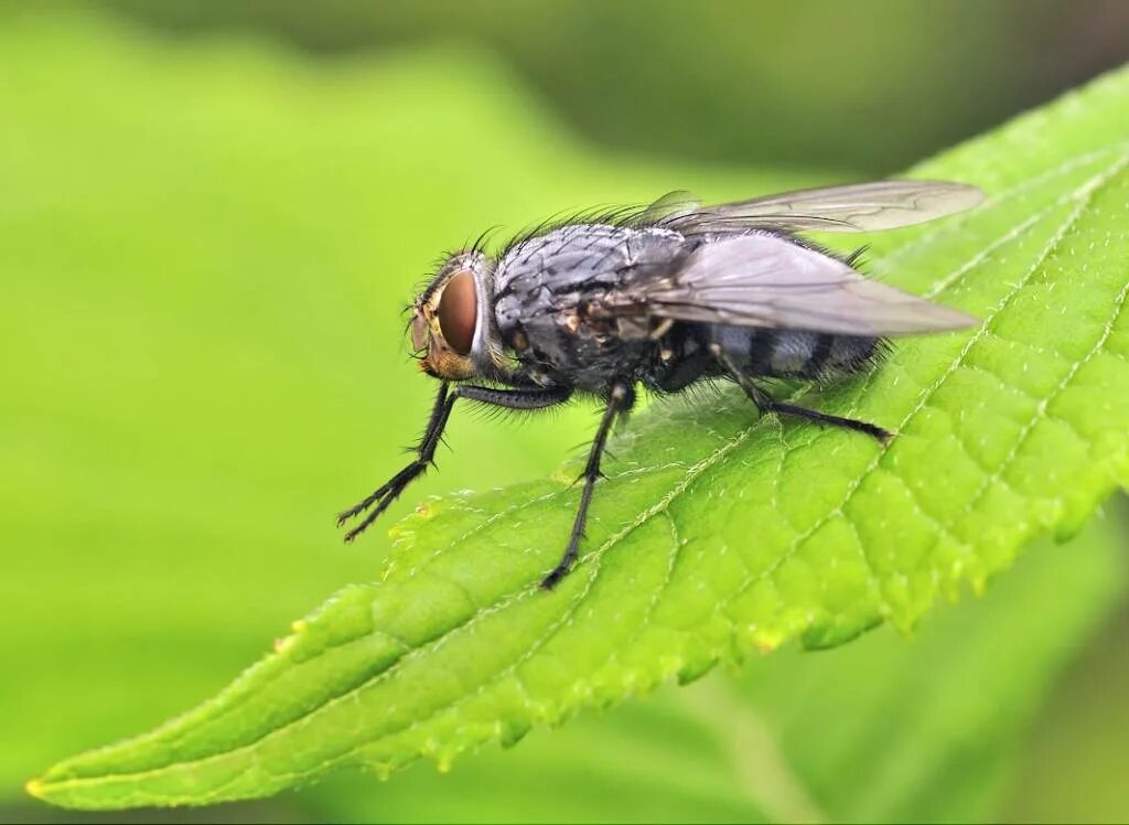 Двукрылые Муха краснохвостая. Отряд Двукрылые (Diptera). Муха (насекомое) Двукрылые. 2. Двукрылые. Отряд двукрылые мухи