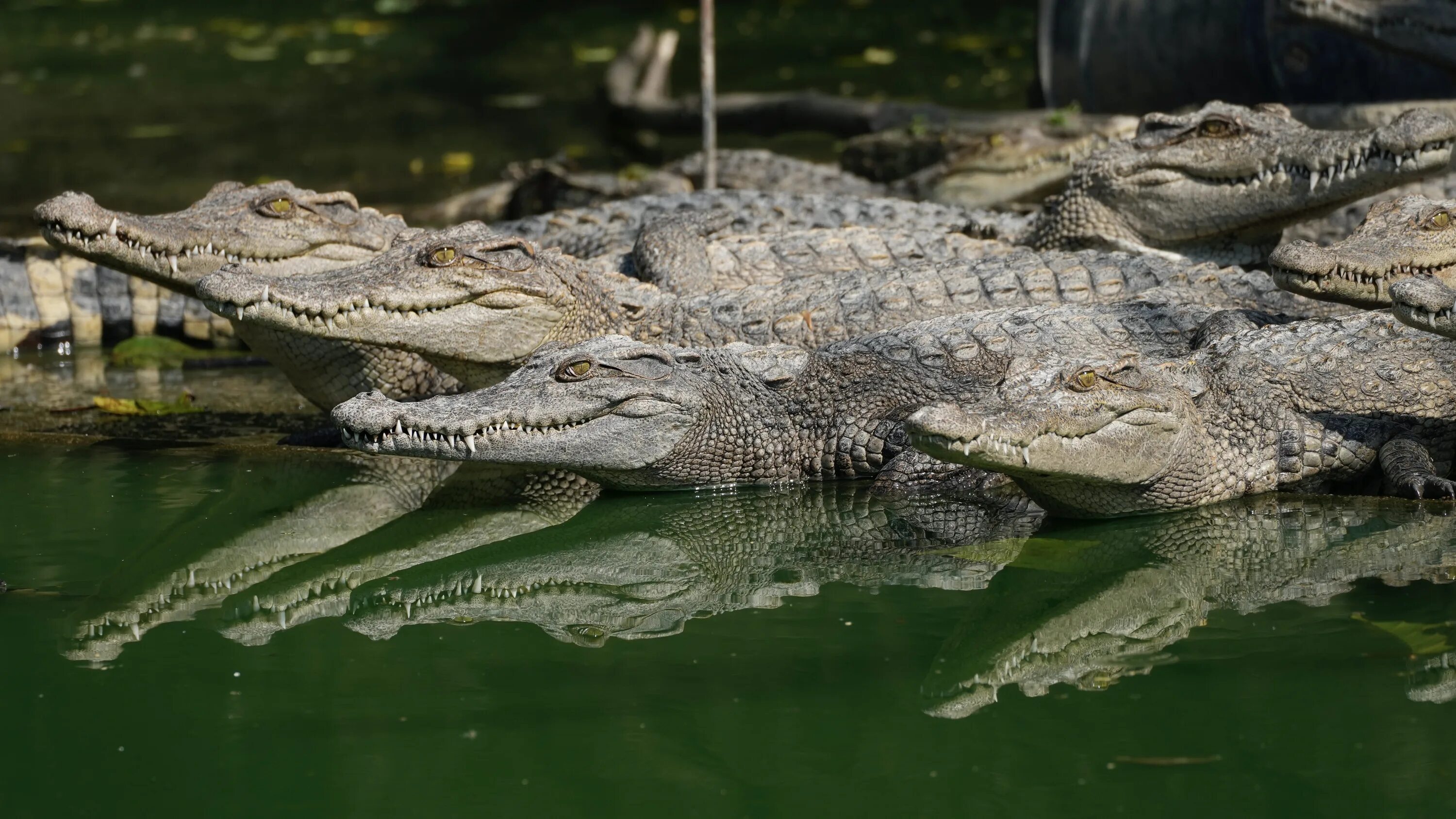 Нильский крокодил относится к пресмыкающимся. Сиамский крокодил вес. Wild Crocodiles in Cambodia. Женщина ловит крокодила.