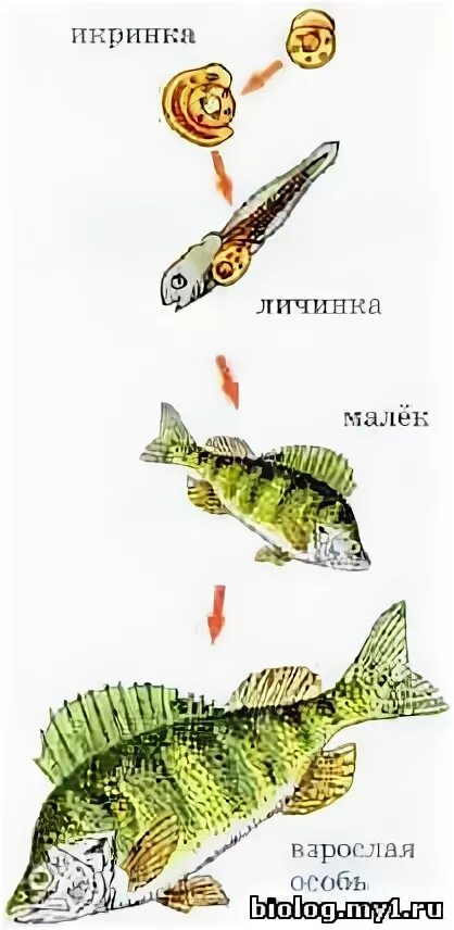 Определите тип развития животных морской окунь. Схема развития окуня. стадии развития окуня и лягушки. стадии развития речного окуня. цикл развития рыб.