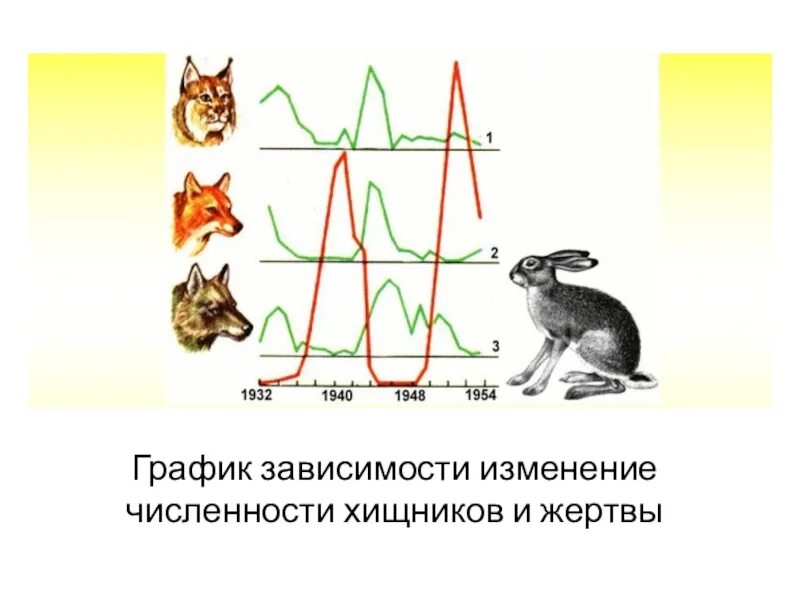 Взаимодействие популяций рыси и зайца. График численности хищника и жертвы. взаимоотношения хищник жертва изменение численности популяций. график изменения численности хищник жертва. модель взаимодействия хищник жертва.
