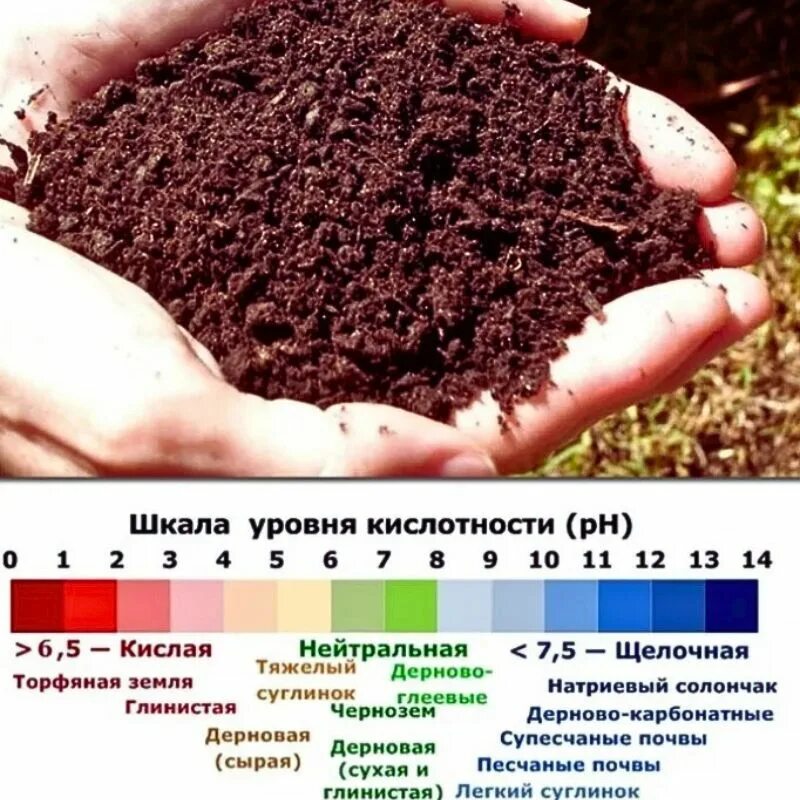 Как узнать что почва кислая. Грунт. родючий грунт. плодородная почва. плодородный грунт.