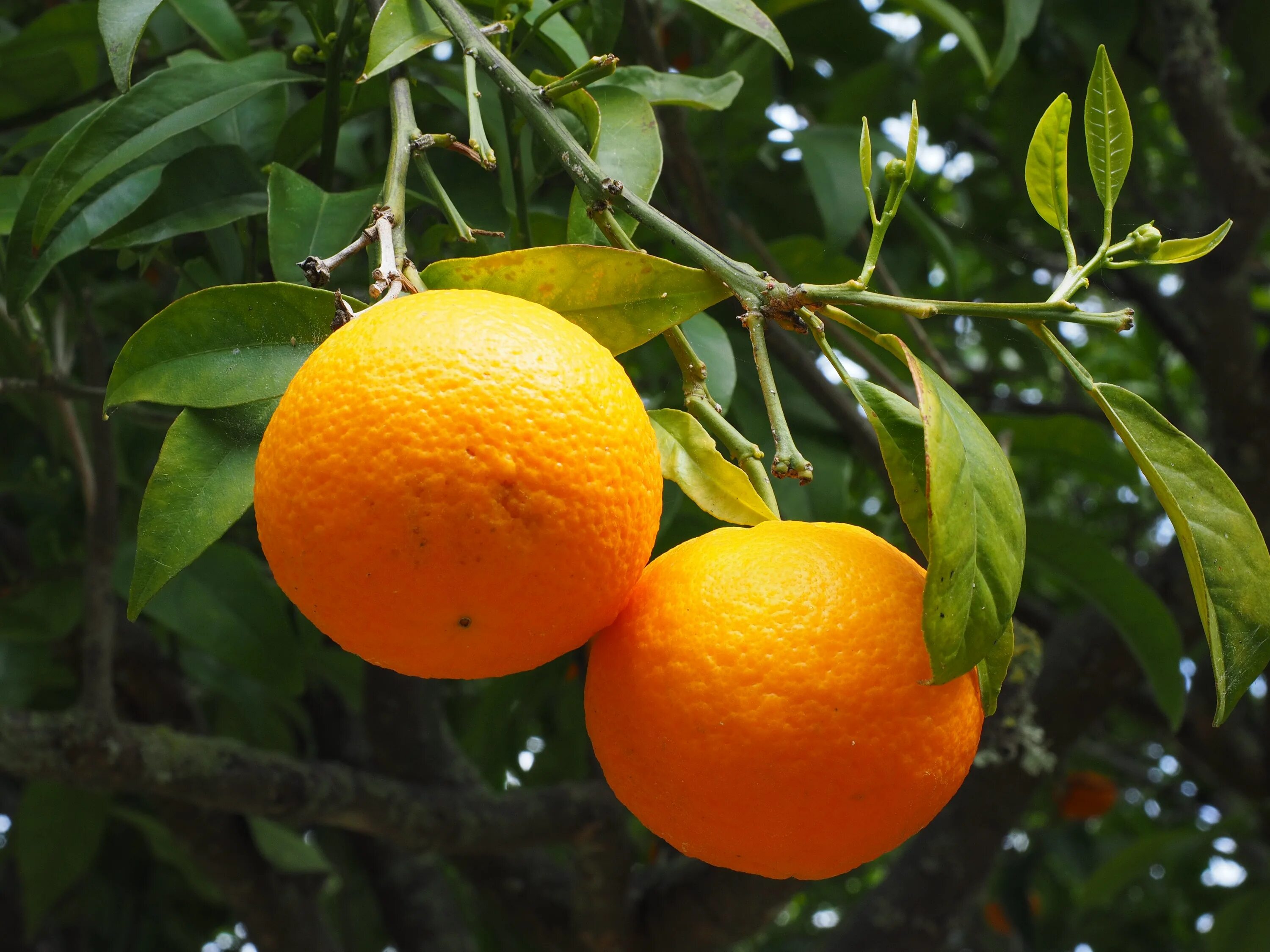 Почему мандарин оранжевый. Апельсин (Citrus sinensis). Померанец оранж. Мандарин померанец. Померанца и цитрона.