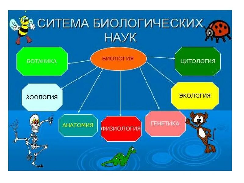 Что изучают по биологии по классам