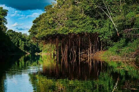 La selva amazónica peruana: el paraíso en la Tierra.
