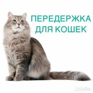 Передержка воронеж