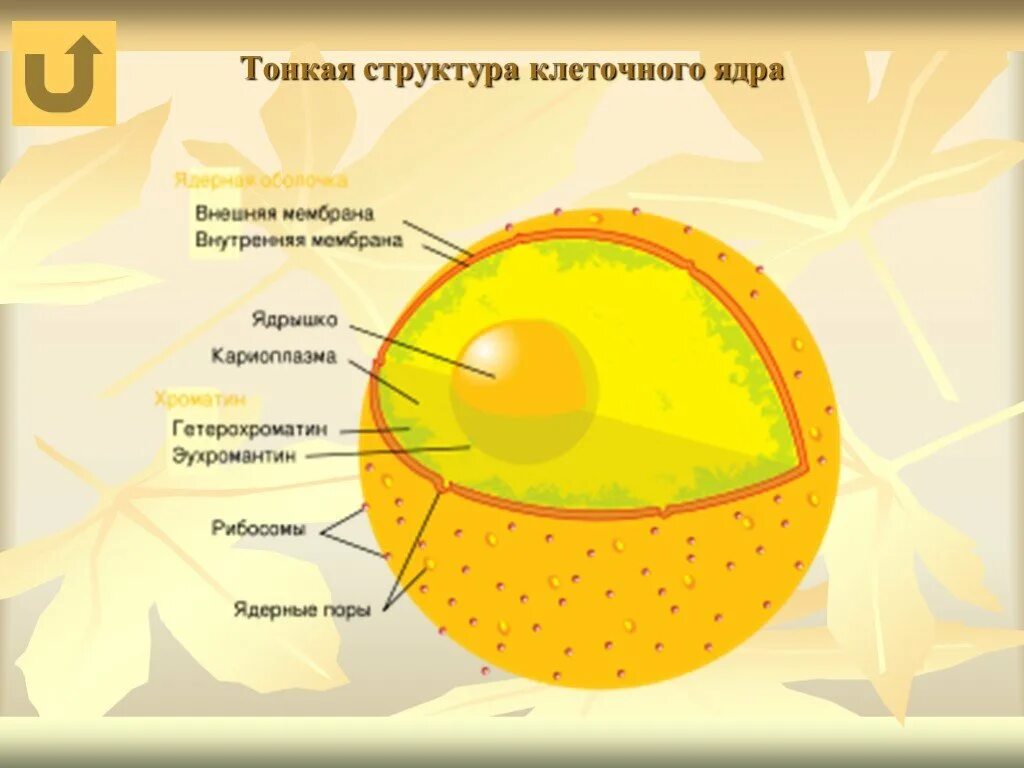 Строение ядра эукариотической клетки. Состав ядра клетки. Структура ядра эукариотической клетки. Схема ядра биология. Ядро клетки схема