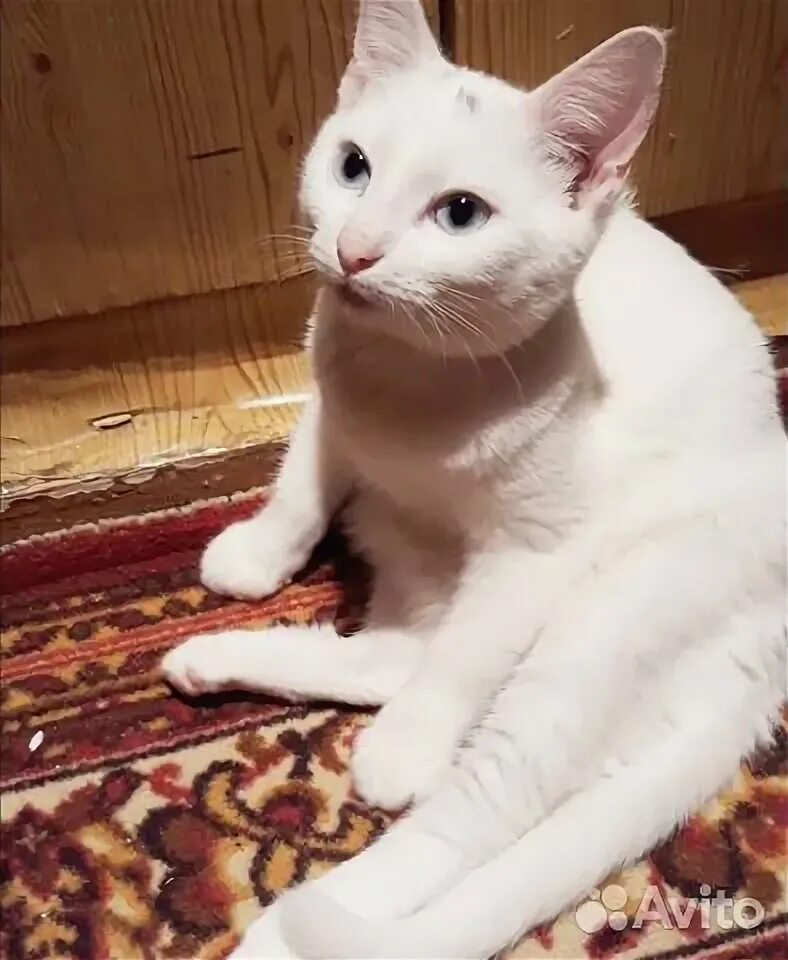 Глухой котенок