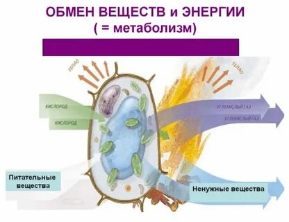 Органические вещества ускоряющие обмен веществ