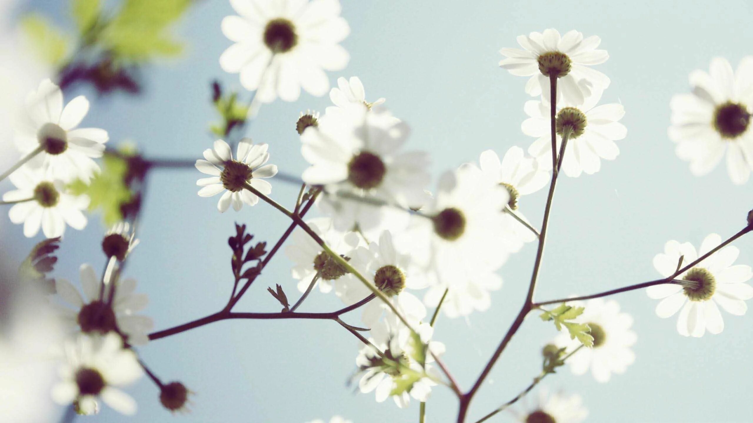 Wait flowers