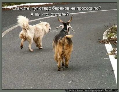 Что ты сказала коза