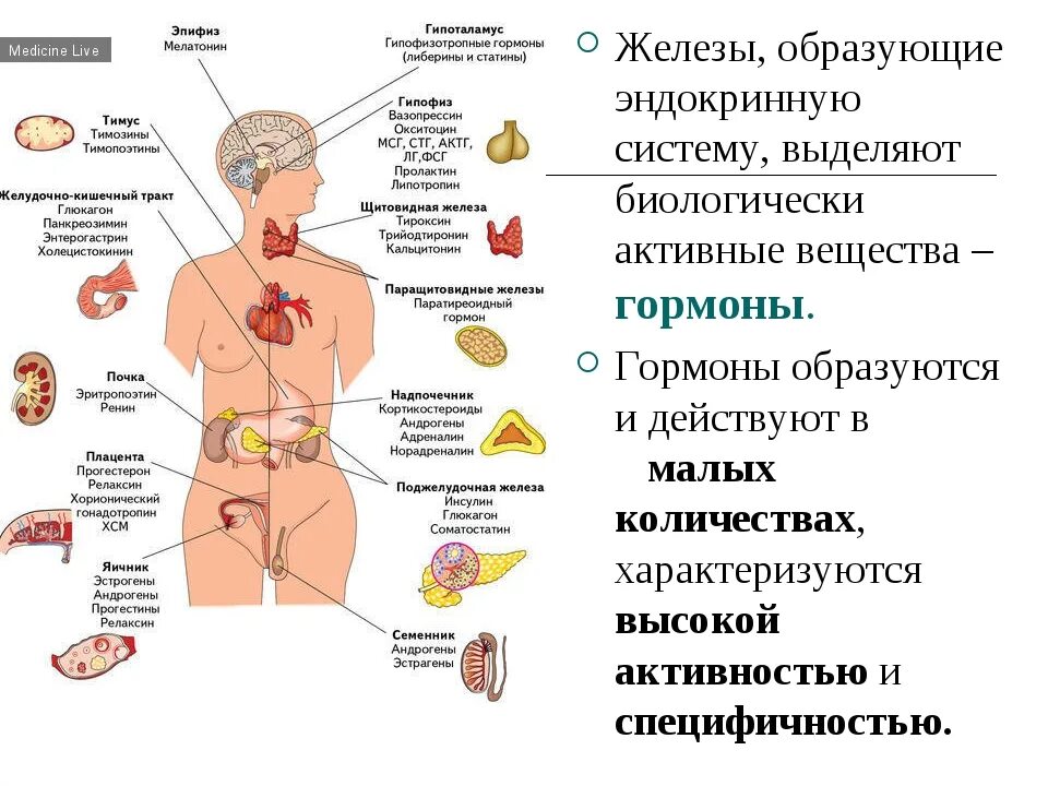 Эндокринология гормоны. Строение и функции желез внутренней секреции. .Система желез внутренней секреции. Функции. Функции желез внутренней секреции в организме человека. Эндокринная система функции желез внутренней секреции биология 8.