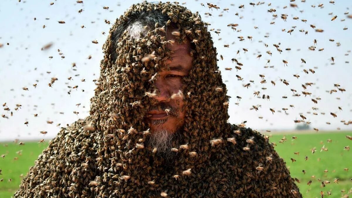 Покажи видео пчел. Пчелиный Рой. Роение пчел. Человек пчела. Пчелы роятся.