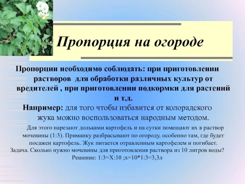 Проект пропорции 6 класс