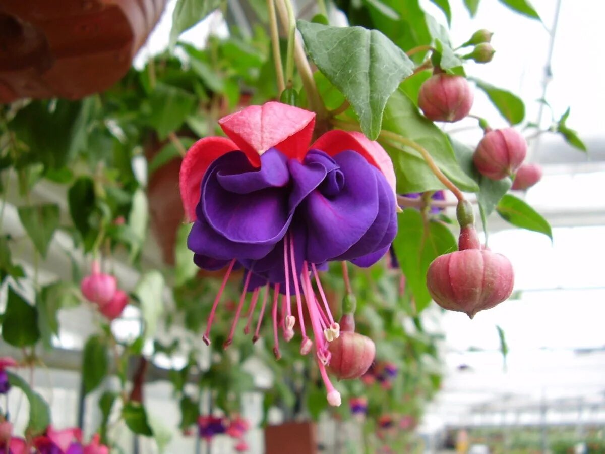 Фуксия рост. Фуксия хабанеро. фуксия элвин ампельная. фуксия fuchsia. фуксия bella vera.