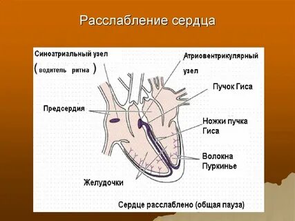 Расслабление мышц сердца
