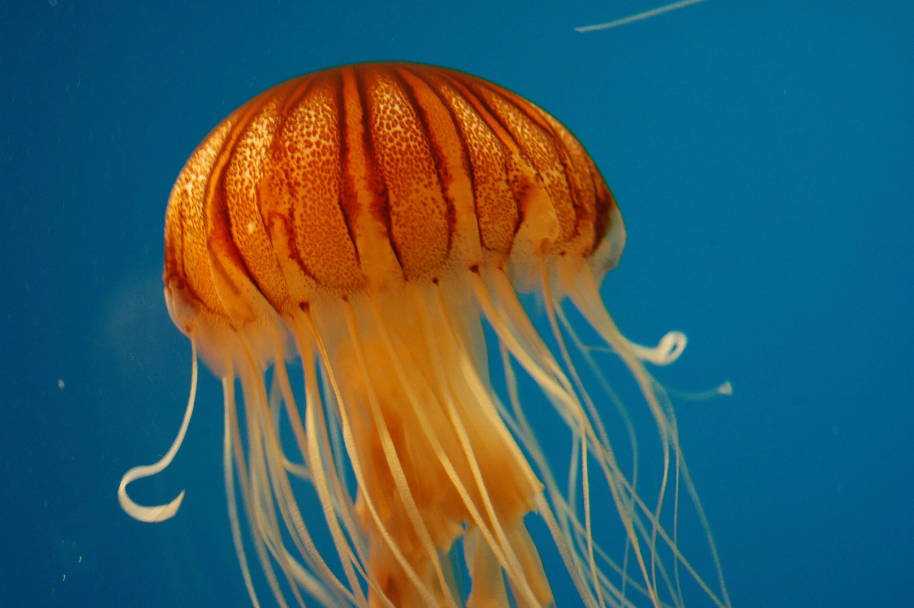 Тигровая медуза. Медуза пелагия ночесветка. Медуза морская. Медуза беспозвоночные животные.