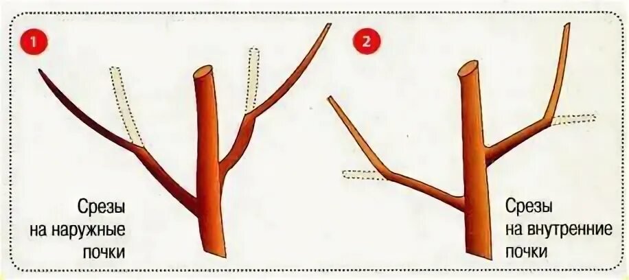 Обрезка веток яблони на внешнюю почку. Срез веток на наружную почку. Обрезка яблони на внешнюю почку. Обрезка на внешнюю и внутреннюю почку.