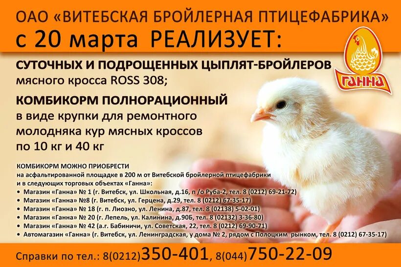 Бройлер рб. Суточные цыплята на птицефабрике. выксунская птицефабрика. цыплята брюховецкий инкубатор. вывод цыплят бройлеров.